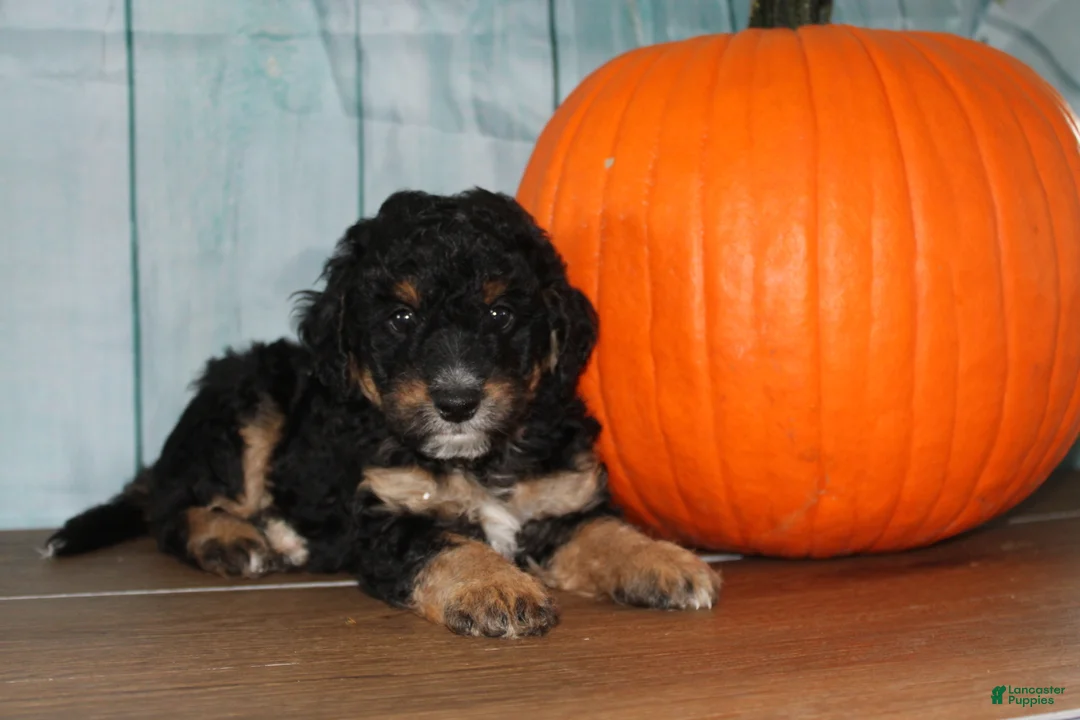 Mini Bernedoodle dogs for sale: Mini Bernedoodle 2 - Ad 1