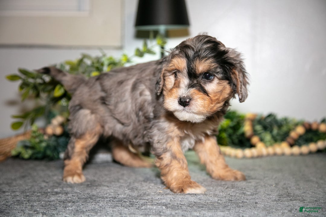Cavapoo dogs for sale: Marv - Ad 2