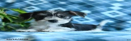 Mixed Breed dogs for sale: Daisy - Ad 4