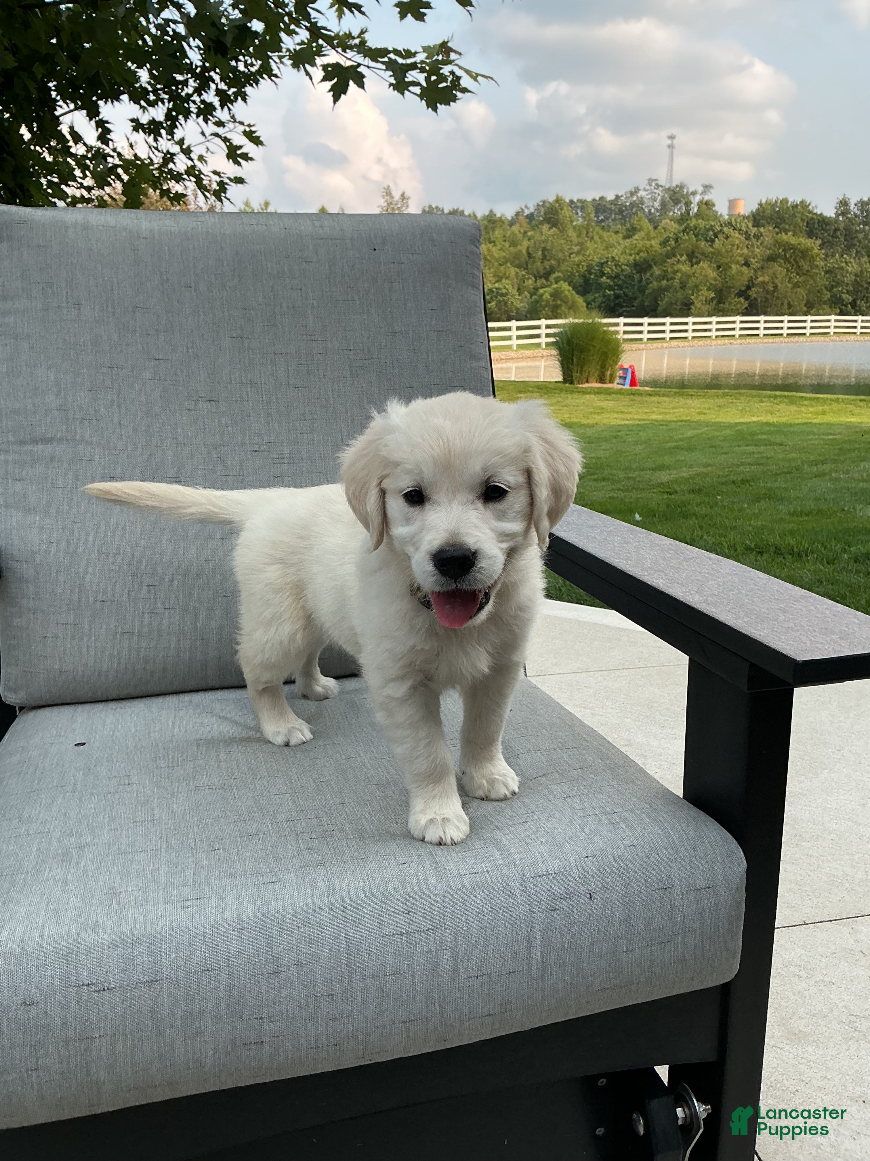 Golden Retriever dogs Jane - Ad 2