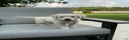 Golden Retriever dogs for sale: Jane - Ad 2