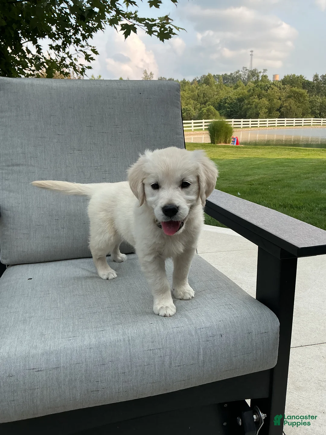 Golden Retriever dogs for sale: Jane - Ad 2