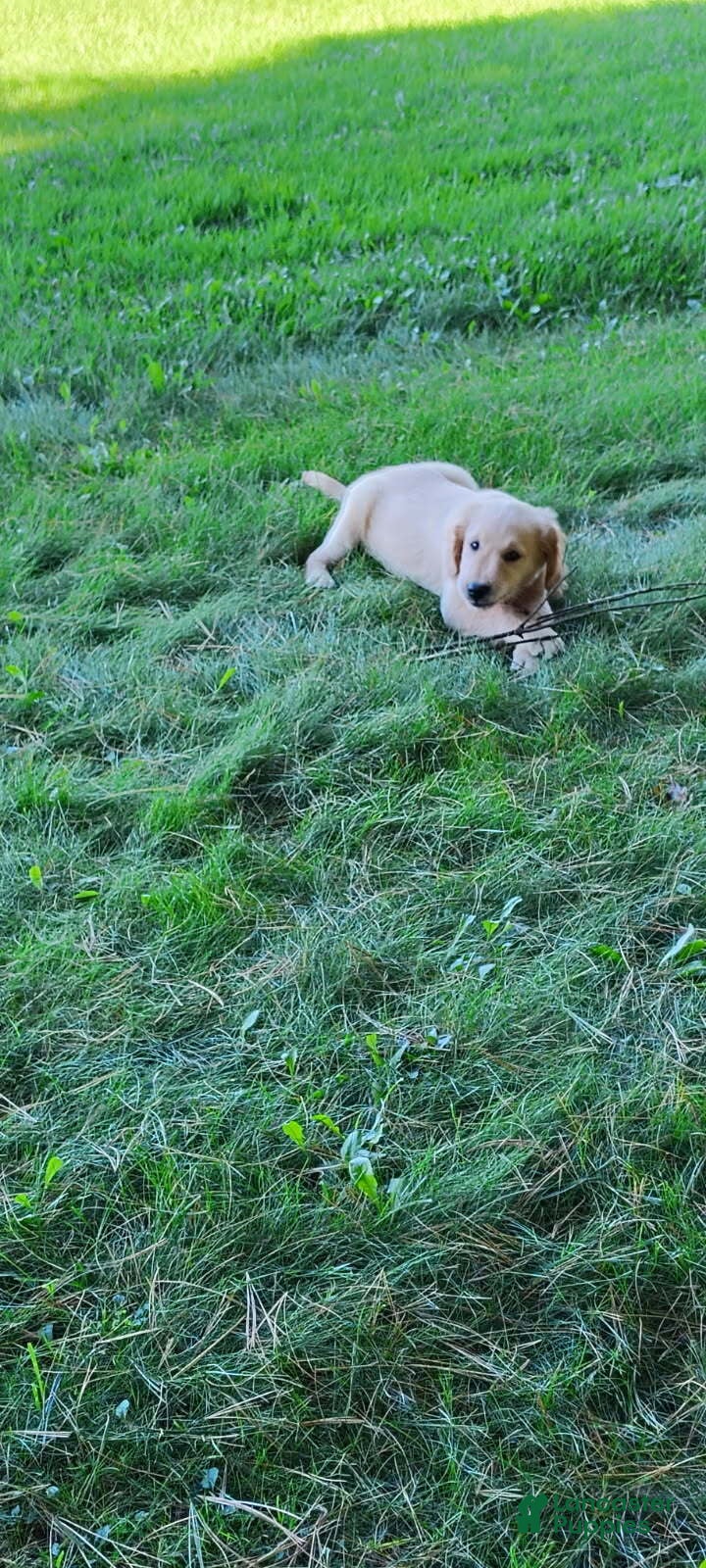 Golden Retriever dogs Milly - Ad 1
