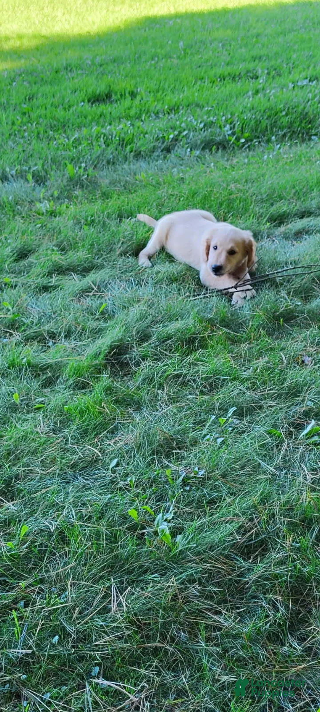 Golden Retriever dogs for sale: Milly - Ad 1