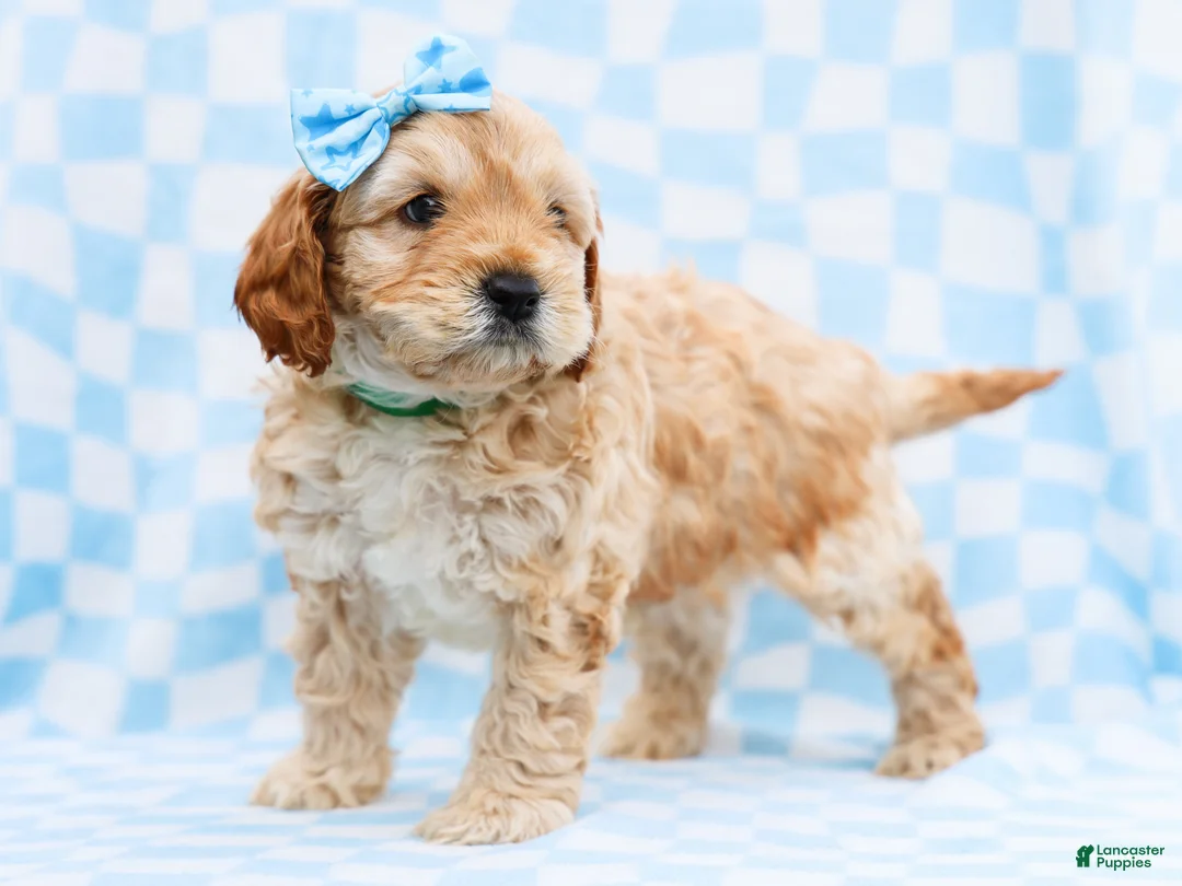 Cavapoo dogs for sale: Buddy - Ad 3