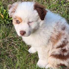 Miniature Australian Shepherd dogs Red Merle female - Ad 2