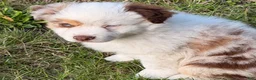 Miniature Australian Shepherd dogs for sale: Red Merle female - Ad 2