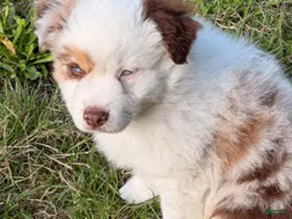 Miniature Australian Shepherd dogs Red Merle female - Ad 2