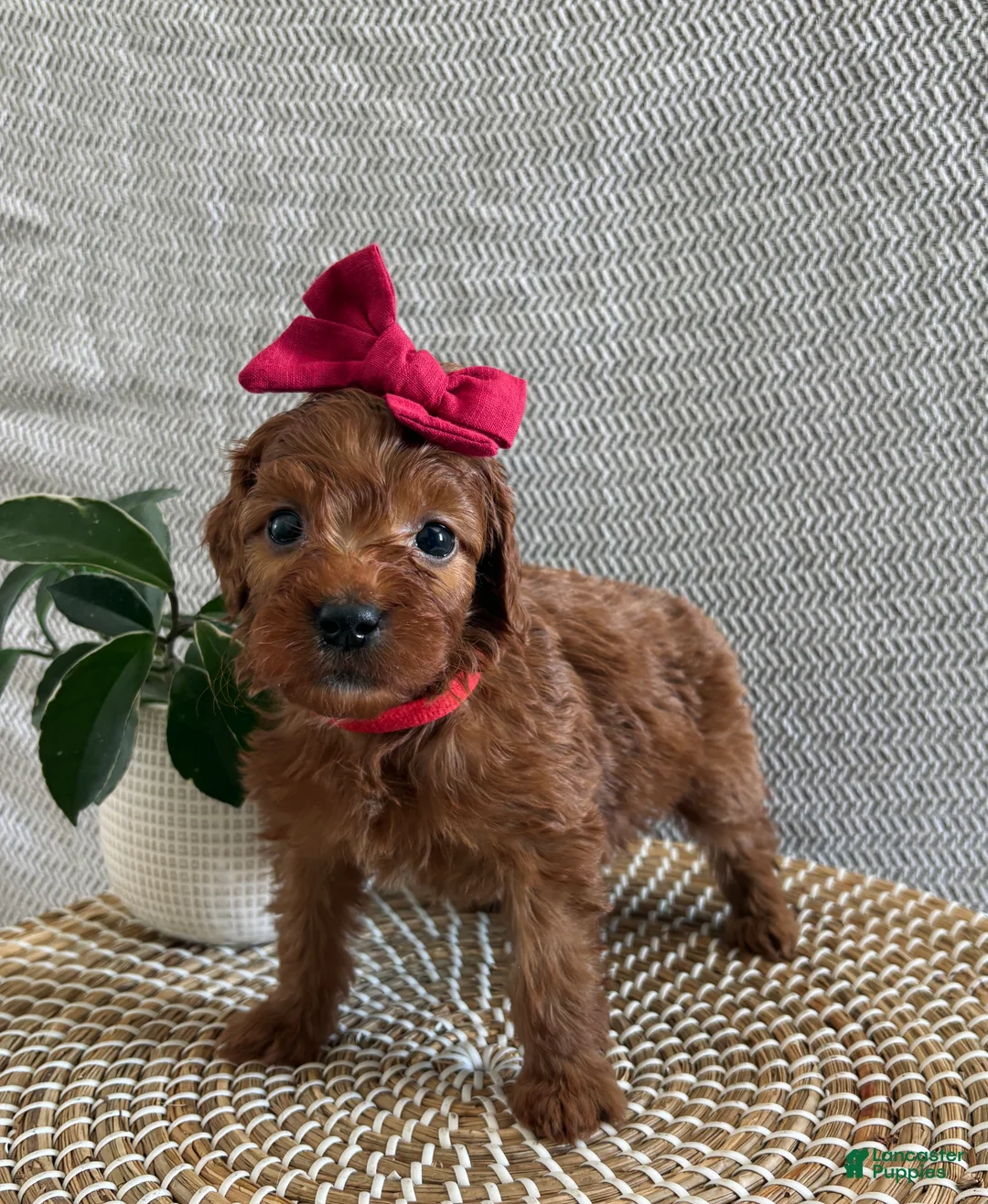 Irish Doodle dogs for sale: Cherry - Ad 1