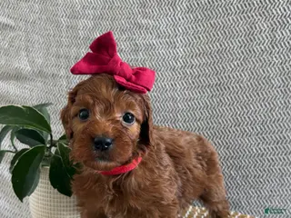 Irish Doodle dogs Cherry - Ad 15