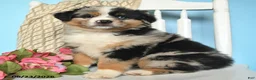 Miniature Australian Shepherd dogs for sale: Prince   - Ad 4