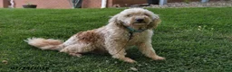 Mini Goldendoodle dogs for sale: Cody - Ad 6