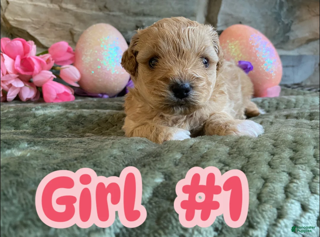 Mixed Breed dogs for sale: Mixed Breed Puppy 1 - Ad 1