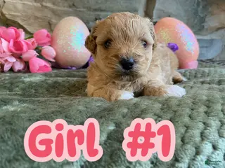 Mixed Breed dogs Mixed Breed Puppy 1 - Ad 22