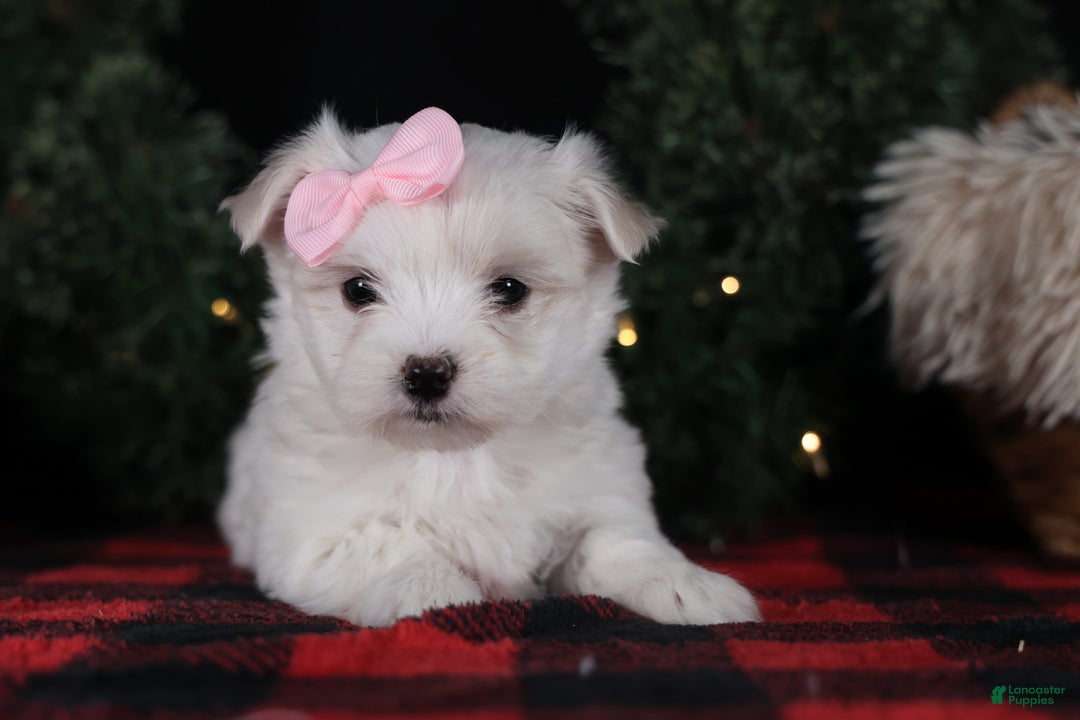 Maltese dogs for sale: ANGIE - Ad 14