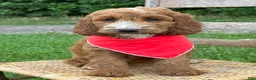 Irish Doodle dogs for sale: Maggie - Ad 15