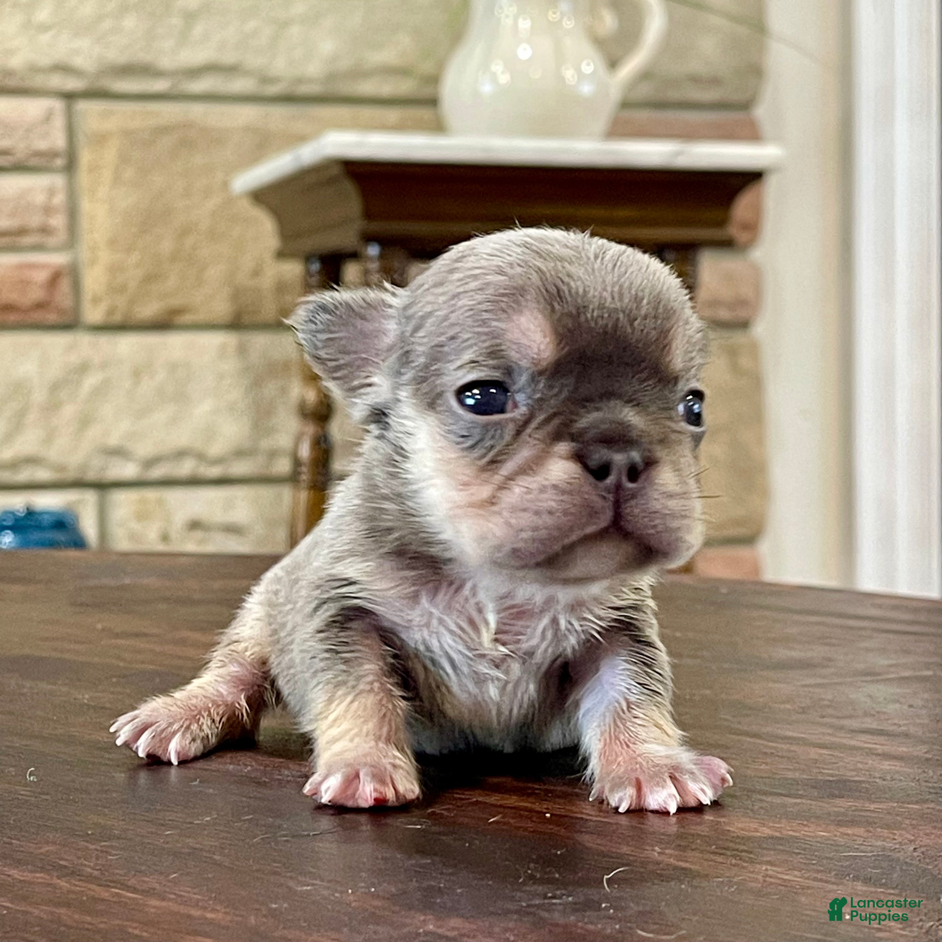 French Bulldog dogs Gamora - Ad 13