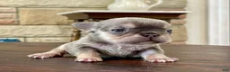 French Bulldog dogs for sale: Gamora - Ad 1