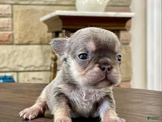 French Bulldog dogs Gamora - Ad 18