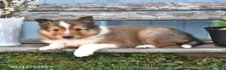 Shetland Sheepdog dogs for sale: Bobby - Ad 4