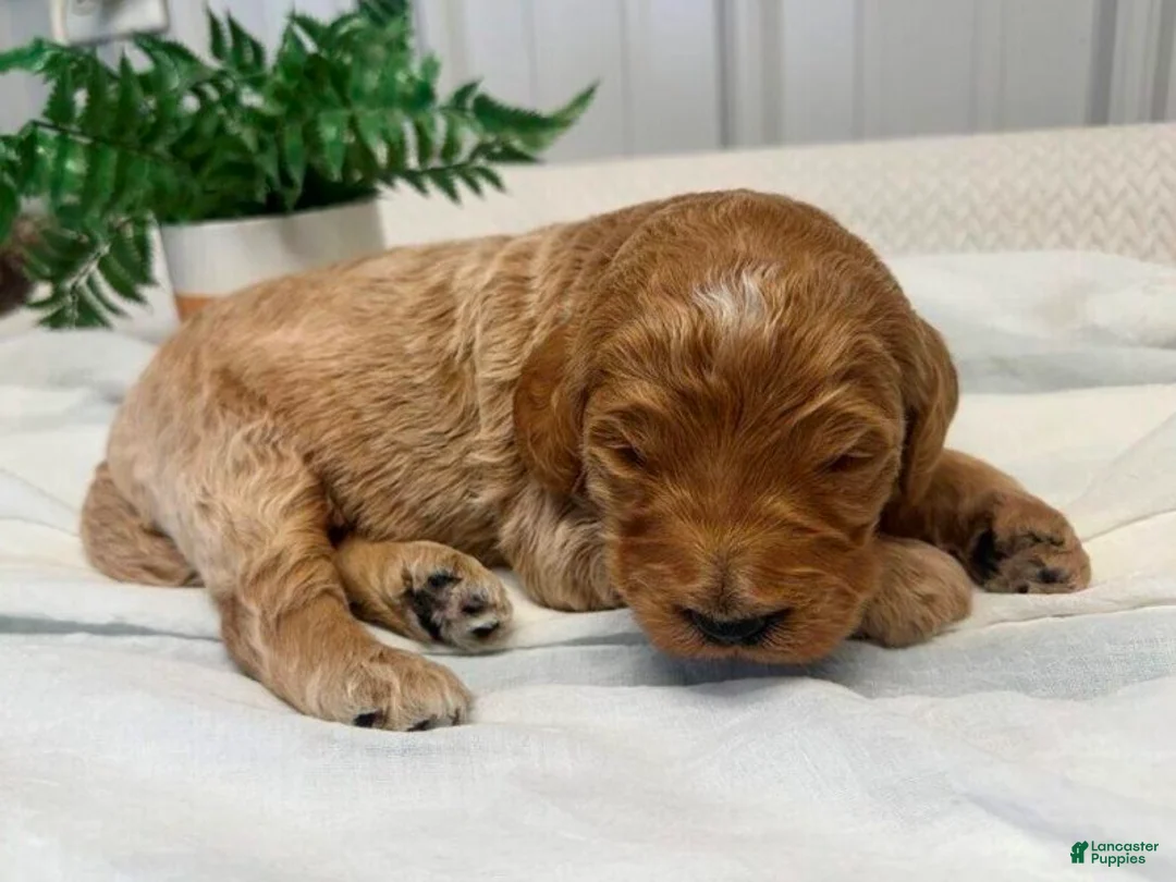 Goldendoodle dogs for sale: Marshal - Ad 2