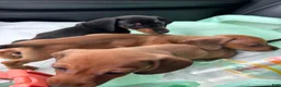 Miniature Dachshund dogs for sale: Miniature Dachshund 1 - Ad 3