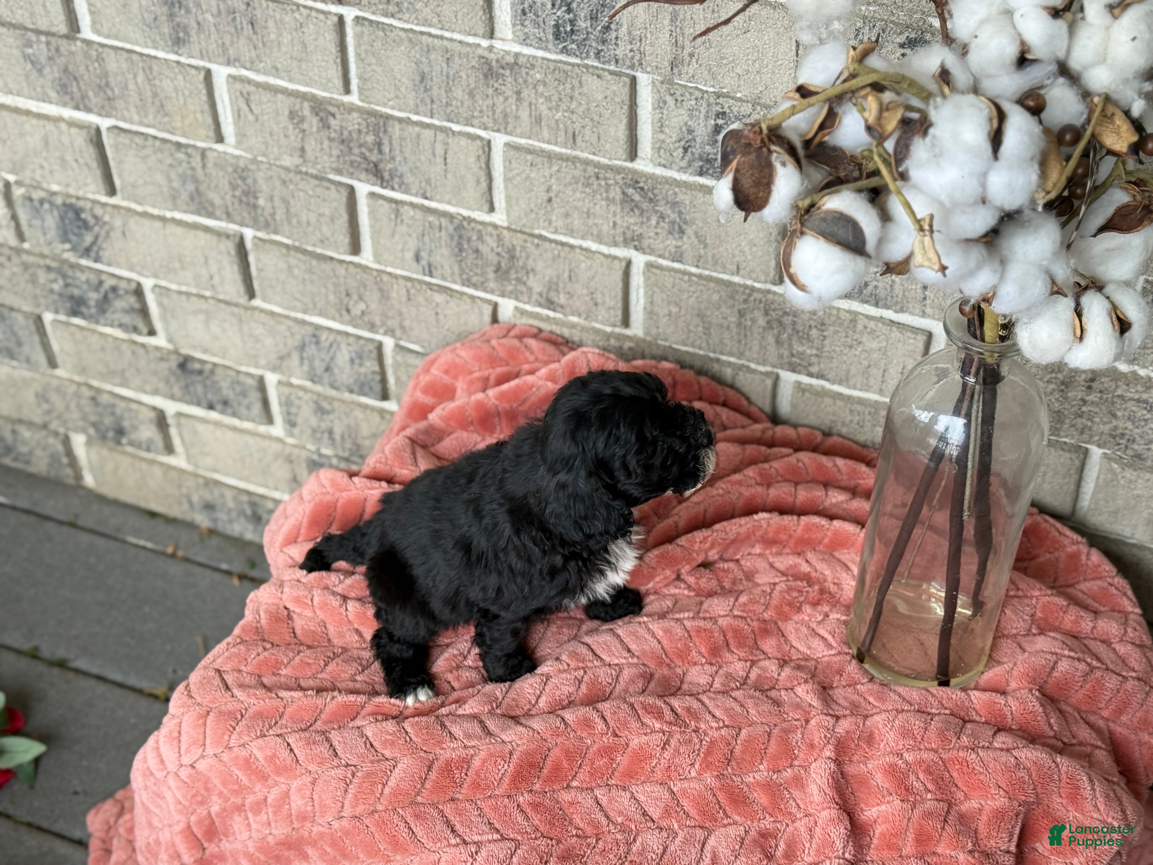 Cavapoo dogs Keats - Ad 2