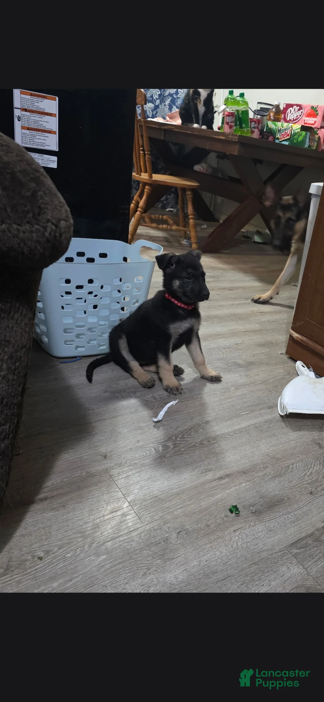 German Shepherd dogs for sale: German Shepherd 3 - Ad 4
