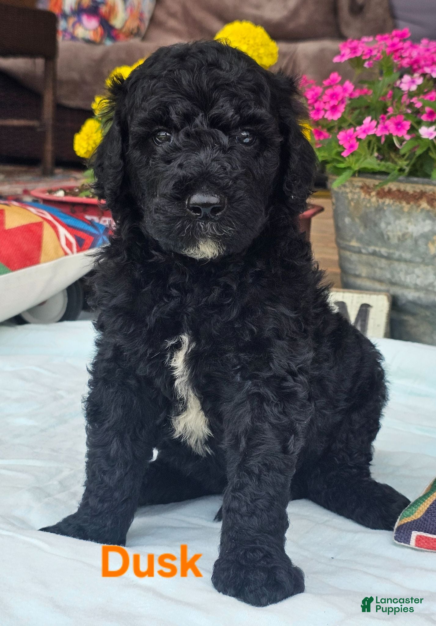 Goldendoodle dogs Dusk - Ad 1