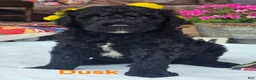 Goldendoodle dogs for sale: Dusk - Ad 1