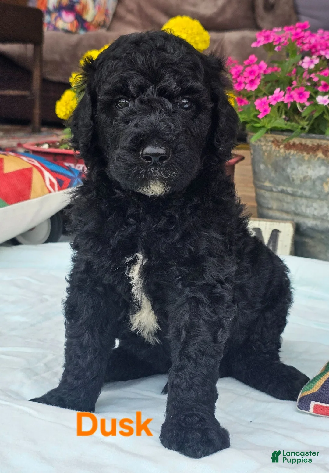 Goldendoodle dogs for sale: Dusk - Ad 1
