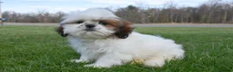 Shih Tzu dogs for sale: Milo - Ad 2