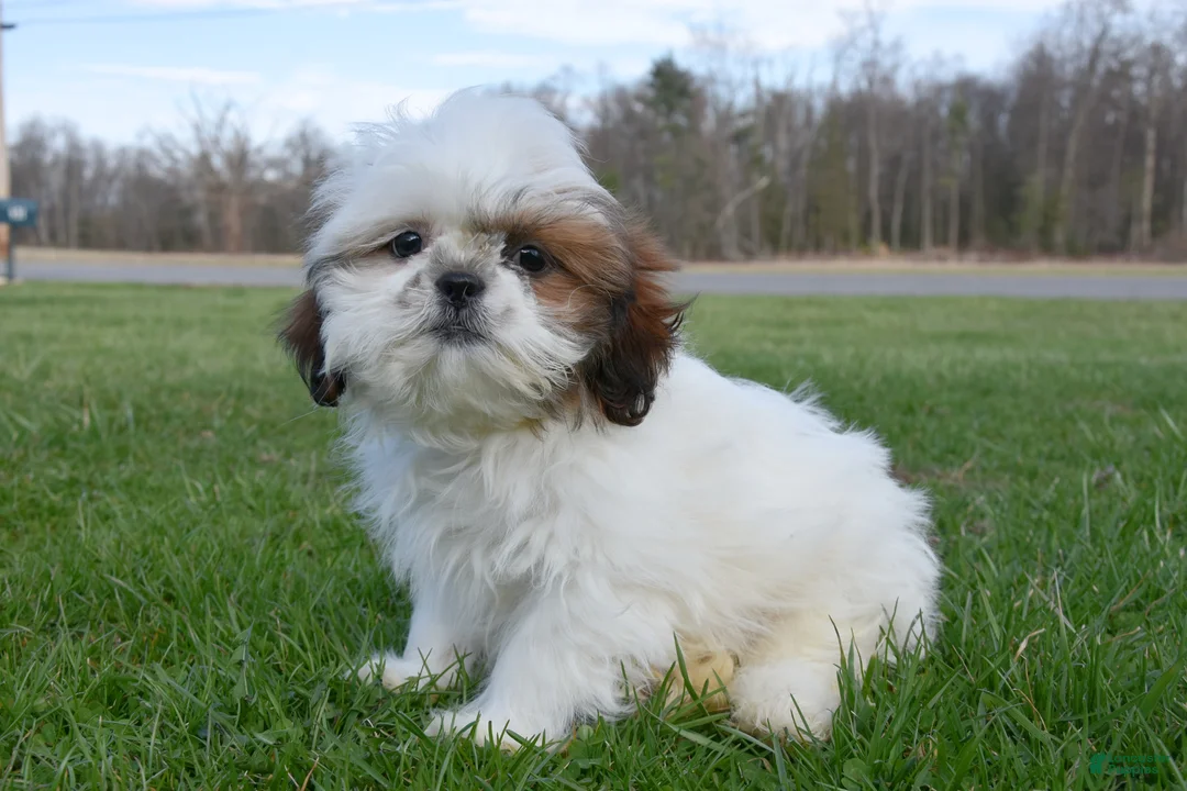 Shih Tzu dogs for sale: Milo - Ad 2
