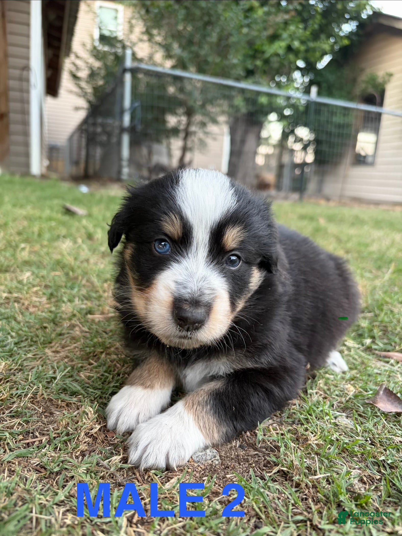 Australian Shepherd dogs Hunter - Male 2 - Ad 15