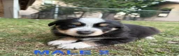 Australian Shepherd dogs for sale: Hunter - Male 2 - Ad 1
