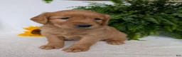 Golden Retriever dogs for sale: Dug  - Ad 9