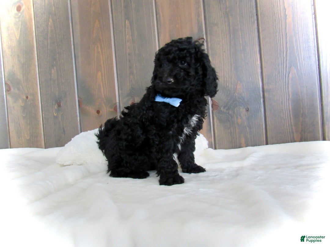 Mini Goldendoodle dogs for sale: Jordan - Ad 4