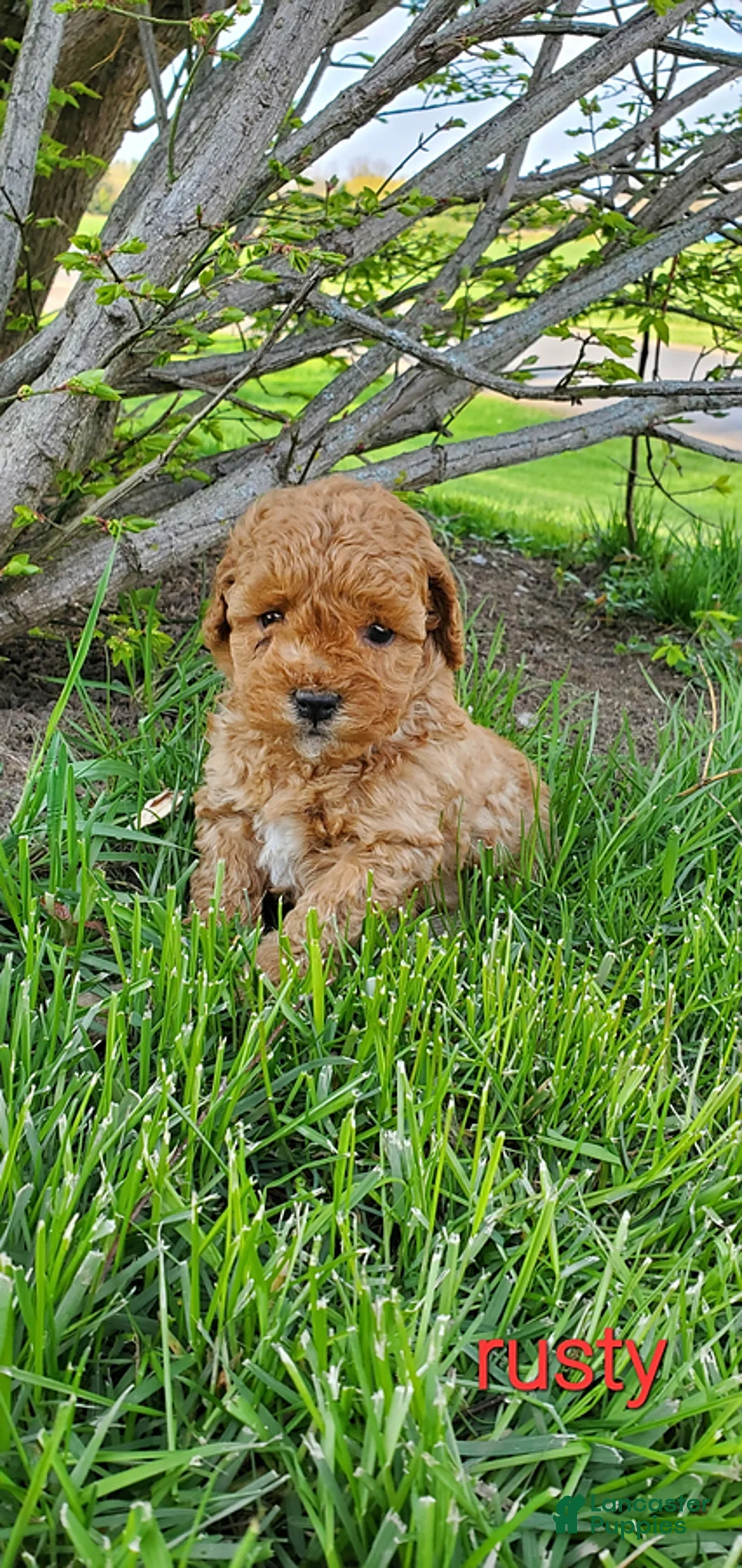 Toy Poodle dogs for sale: Rusty - Ad 1