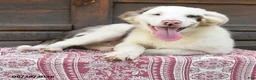 Miniature Australian Shepherd dogs for sale: Gerald - Ad 2