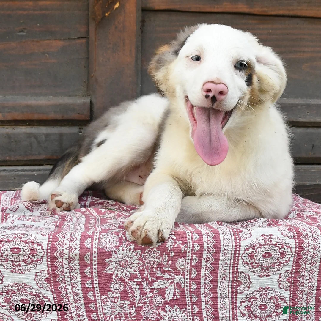 Miniature Australian Shepherd dogs for sale: Gerald - Ad 2