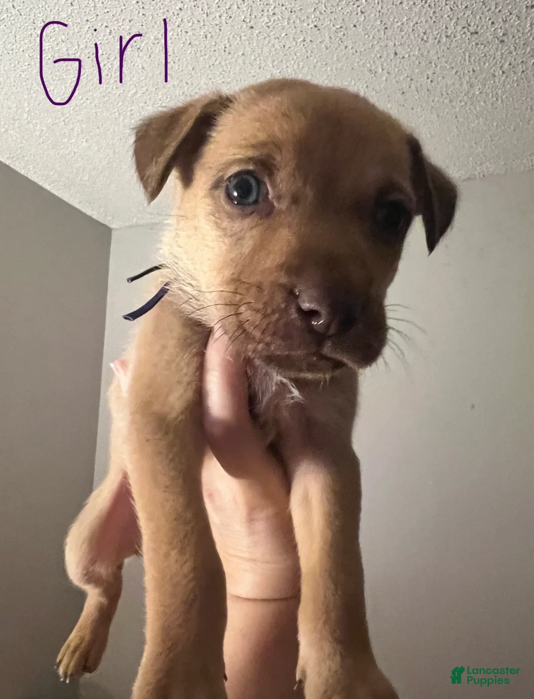 Mixed Breed dogs for sale: Ophelia - Ad 1