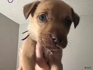 Mixed Breed dogs Ophelia - Ad 13