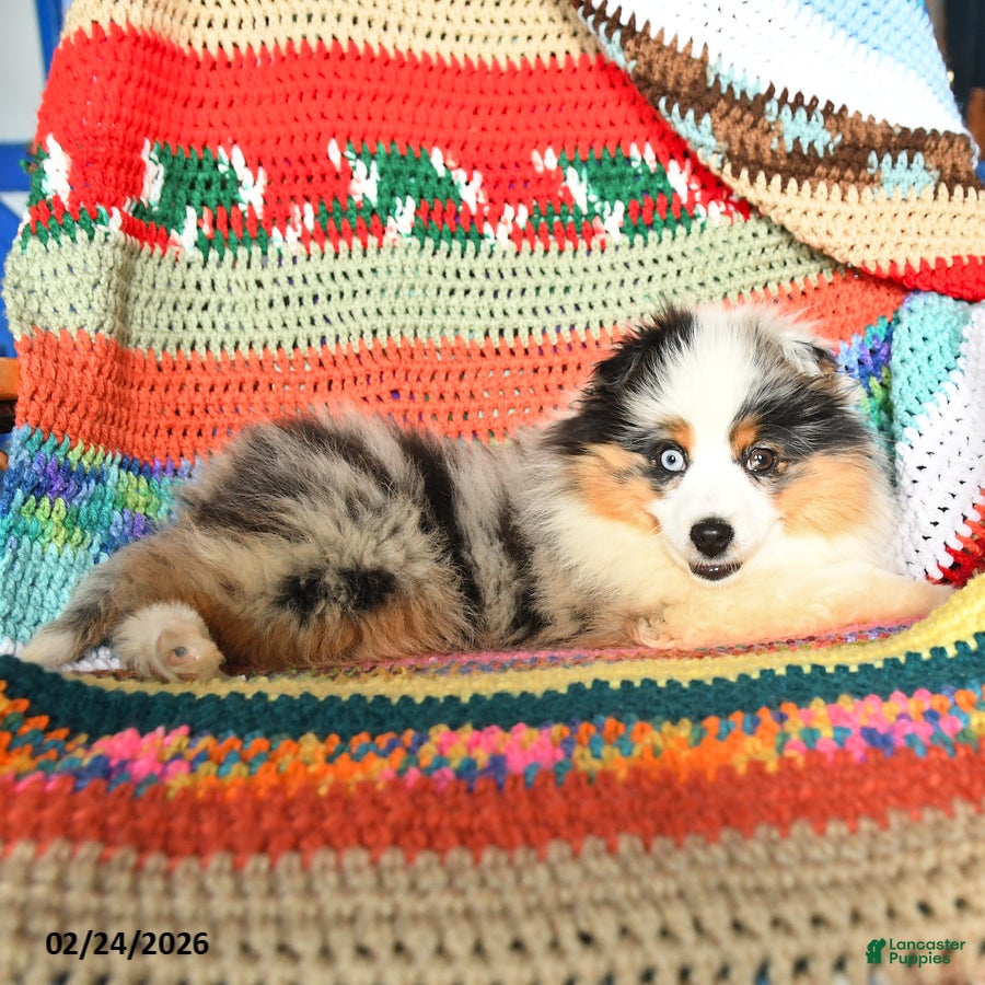 Toy Australian Shepherd dogs Cindy - Ad 2