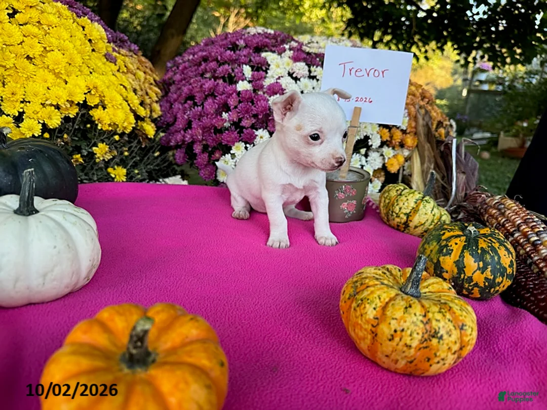 Chihuahua dogs for sale: Trevor - Ad 2