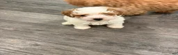 Maltipoo dogs for sale: Maltipoo 1 - Ad 3