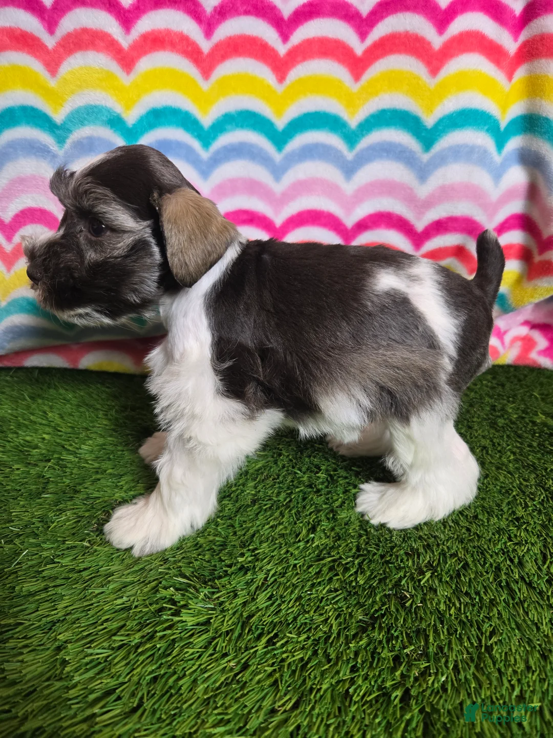 Miniature Schnauzer dogs for sale: Mildred - Ad 2