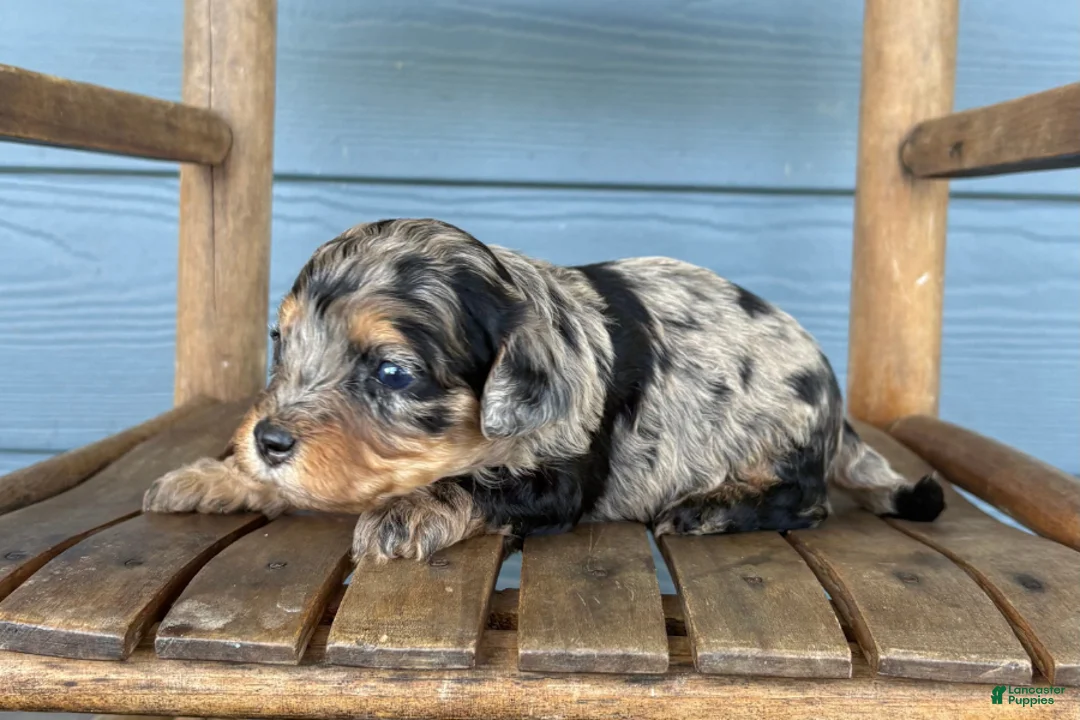 Cavapoo dogs for sale: Sketch - Ad 1
