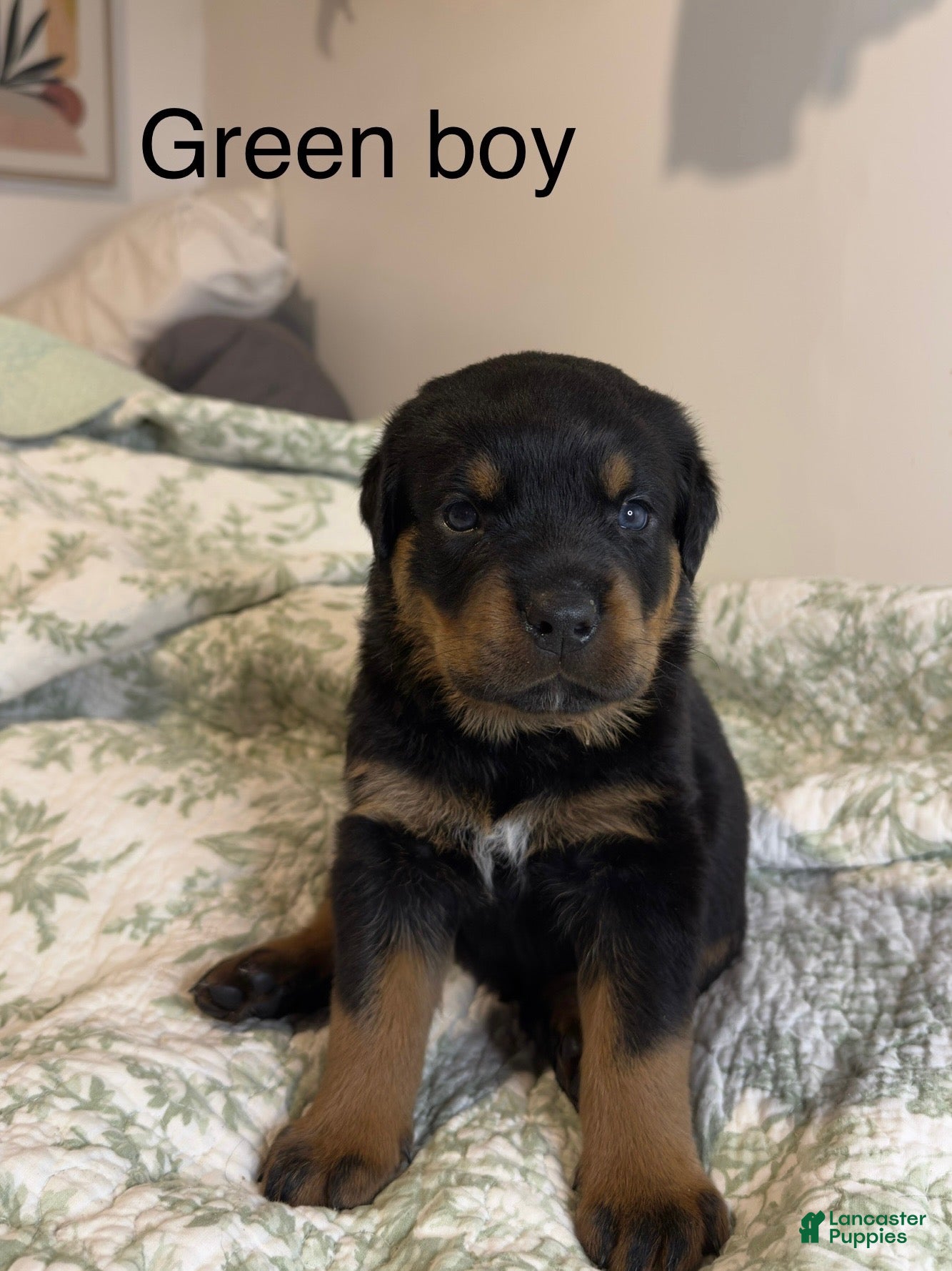 Rottweiler dogs Green boy  - Ad 38