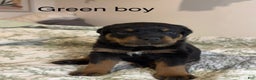 Rottweiler dogs for sale: Green boy  - Ad 1
