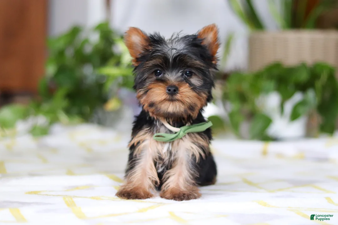 Yorkshire Terrier dogs for sale: Beau - Ad 1